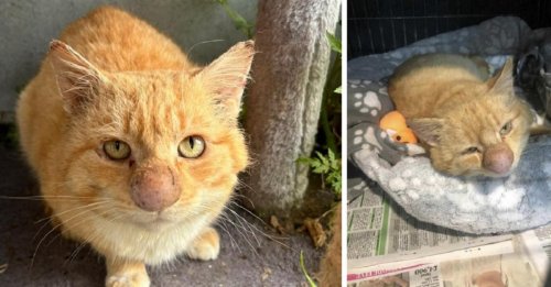 Découvert dans la forêt avec un nez enflé, ce chat étonne ses sauveurs qui ont décidé de croire en lui