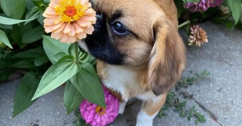 Un petit chien consacre son odorat à sa passion pour les fleurs