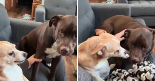 Pour aider ses chiens à faire le deuil de leur sœur à 4 pattes, une femme les laisse lui dire un dernier au revoir émouvant