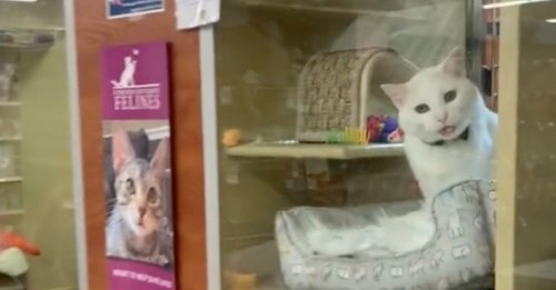 Fatigué d’attendre sa famille idéale, ce chat sénior pleure à la fenêtre de sa cage (vidéo)