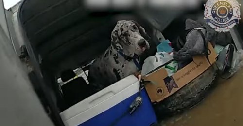 Des policiers bravent les inondations pour sauver 2 hommes et 3 chiens piégés dans une camionnette (vidéo)