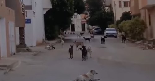 Face au sort réservé aux chiens errants en Tunisie, des défenseurs de la cause animale se mobilisent sur les réseaux sociaux (vidéo)