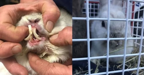 Des lapins abandonnés dans une boîte retrouvés avec un sérieux problème de dentition