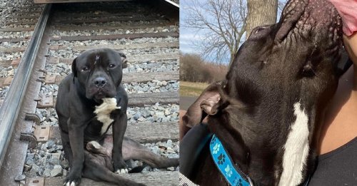 Les bonnes nouvelles s'enchaînent pour Lucky, chien découvert paralysé sur une voie ferrée