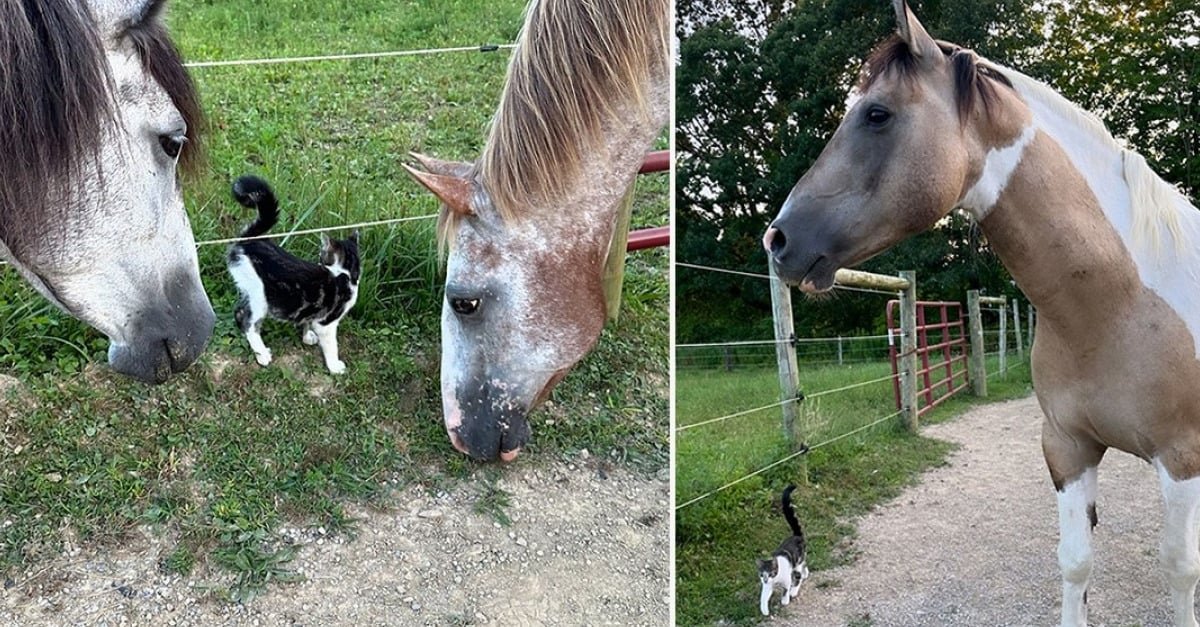 Débarqué par hasard au milieu d’un enclos, ce chaton affamé devient meilleur ami avec des anciens Mustangs sauvages qui n'avaient jamais vu un chat de leur vie (vidéo)