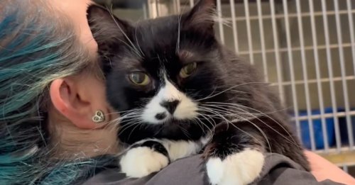 Tous les jours, ce chat en manque d’amour réclame des câlins aux bénévoles de son refuge (vidéo)