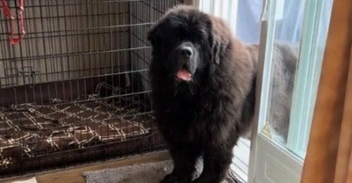 L'hilarante réaction d'un Terre-Neuve réalisant qu'il n'aura pas de friandise alors qu'il pense s'être comporté en "bon chien" (vidéo)