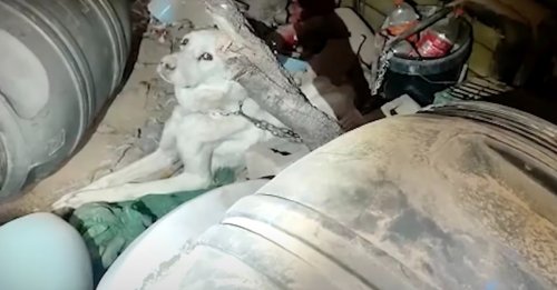 Une chienne affamée et enchaînée dans des lieux insalubres renoue avec l'espoir après des mois de souffrance (vidéo)
