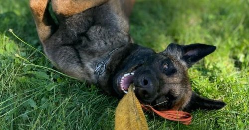 Le parcours hors du commun de Ryuk, chien abandonné devenu gendarme pour sauver des vies