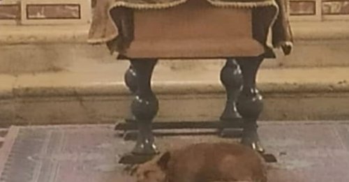 L'amour inconditionnel de Bobby, chien fidèle à sa maîtresse jusqu'à son dernier adieu