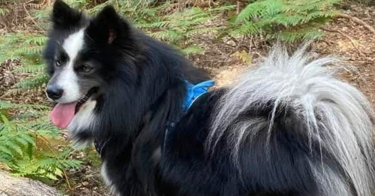 Son chien s’est volatilisé pendant un week-end en Normandie, elle le retrouve après 60 jours de cavale grâce à un piège et l’aide de 2 agriculteurs