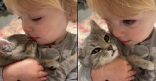 Un chaton trouvé en train de miauler dans un arbre devient le meilleur ami d'une petite fille (vidéo)