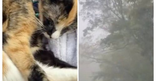 Des randonneurs font la rencontre d’un chat mal en point, mais vont tout faire pour l'aider à repartir du bon pied (vidéo)