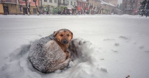 Un chien errant devient le héros d'une fillette perdue dans une tempête de neige pendant 18 heures