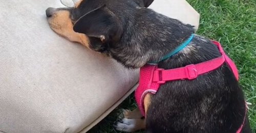 Une femme filme la réaction touchante d'un chien adopté qui découvre un coussin pour la première fois de sa vie