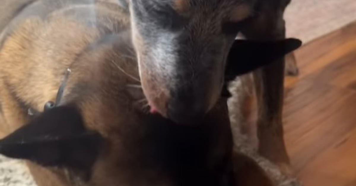 Guidé par son 6ème sens, ce chien détecte un grave danger qui menace son meilleur ami canin (vidéo)