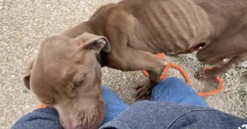 L'attitude émouvante d'un chien squelettique comprenant qu'il est sur le point d'être sauvé (vidéo)