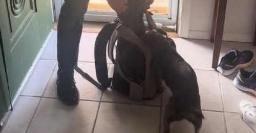 Ce petit chien s'extasie de voir son compagnon félin de retour du cabinet vétérinaire (vidéo)