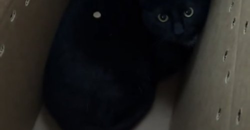 Elles se rendent au magasin pour acheter de la litière pour chat et en ressortent avec un nouvel ami félin (vidéo)