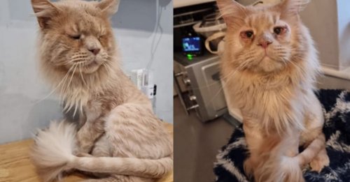 Ce chat négligé par ses propriétaires peut enfin voir le monde après une chirurgie des paupières