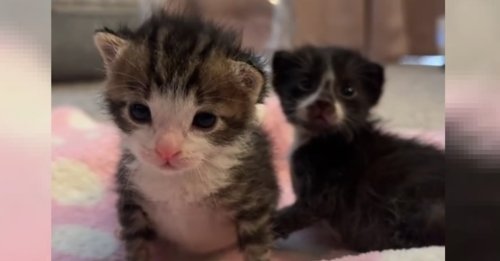 L'instant magique et émouvant où 2 chatons nouveau-nés entendent pour toute la première fois (vidéo)