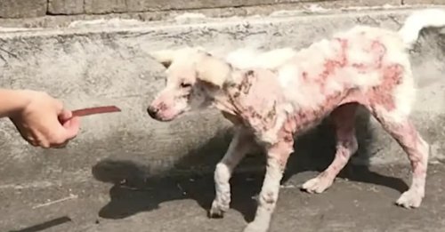Une chienne errante couverte de plaques rouges et quasiment dépourvue de poils choisit de faire confiance à sa sauveuse
