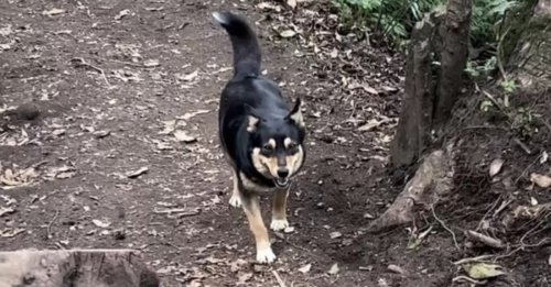 Lors de l'ascension d'un volcan, un randonneur rencontre une chienne qui va marquer son esprit (vidéo)