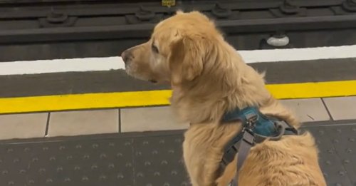 Ce Golden Retriever adore voyager à bord du métro, pour le plus grand bonheur des usagers (vidéo)