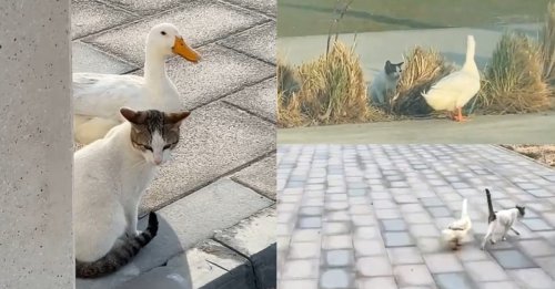L’étrange duo formé par un chat et un canard devient la dernière sensation d’Internet (vidéo)