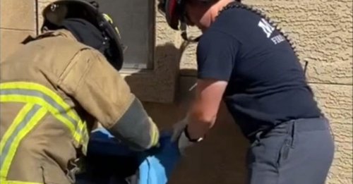 Un chat se perd et se retrouve bloqué à l'intérieur d'un mur : une équipe de pompiers se lance à sa rescousse (vidéo)