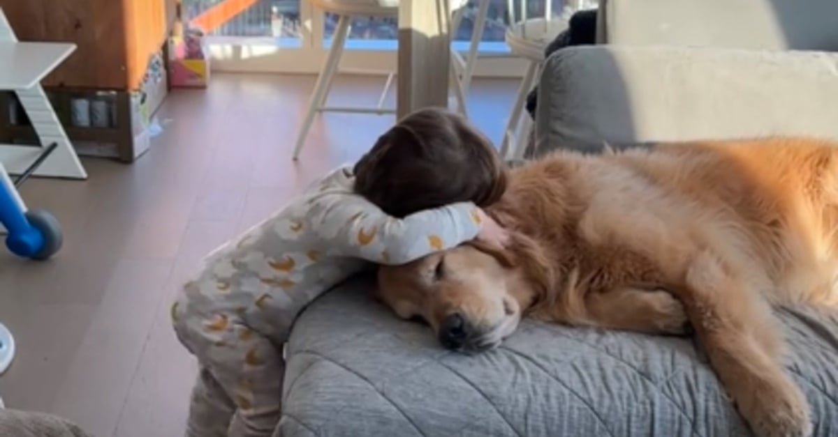 Ce bébé adopte les 3 principes de vie de son ami chien pour devenir un Golden Retriever à son tour, au grand bonheur de ses parents (vidéo)
