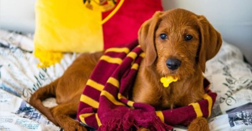 Grâce à sa maîtresse fan de Harry Potter, Dobby le Labradoodle s’entraîne à exécuter des « sorts magiques » (vidéo)