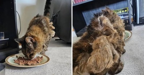 Il croise un chat à la fourrure en lambeaux, la puce électronique révèle une histoire oubliée depuis 15 ans
