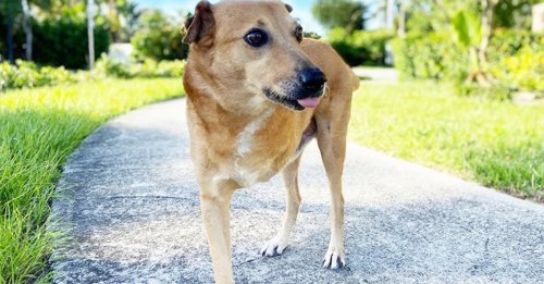 Ce chien a 3 pattes parcourt des milliers de kilomètres pour rencontrer sa nouvelle famille pour la vie
