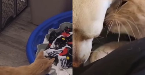 Un chat handicapé veille sur son amie Chihuahua prête à donner naissance à ses petits (vidéo)