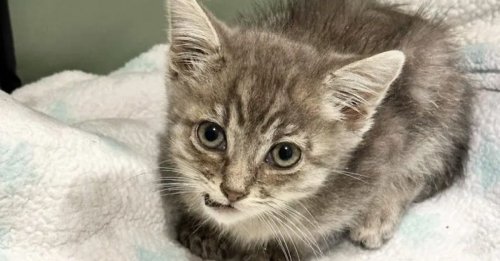 Une chatonne fébrile, retrouvée sous une remorque, se métamorphose grâce à un entourage dévoué (vidéo)