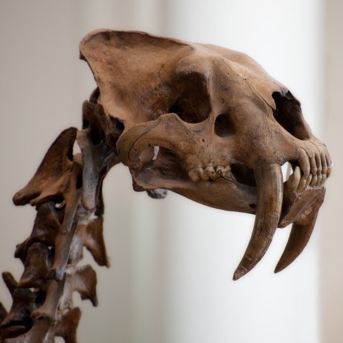 Open Wide! How Did the Sabre-Toothed Cat use its Teeth?