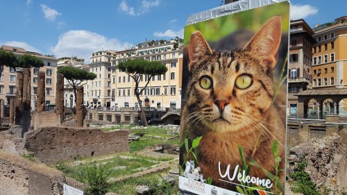 Cool place to see a cat colony in Rome.