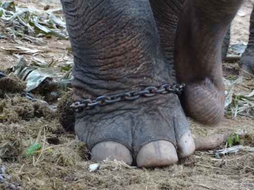 The Truth About Elephants in Thailand