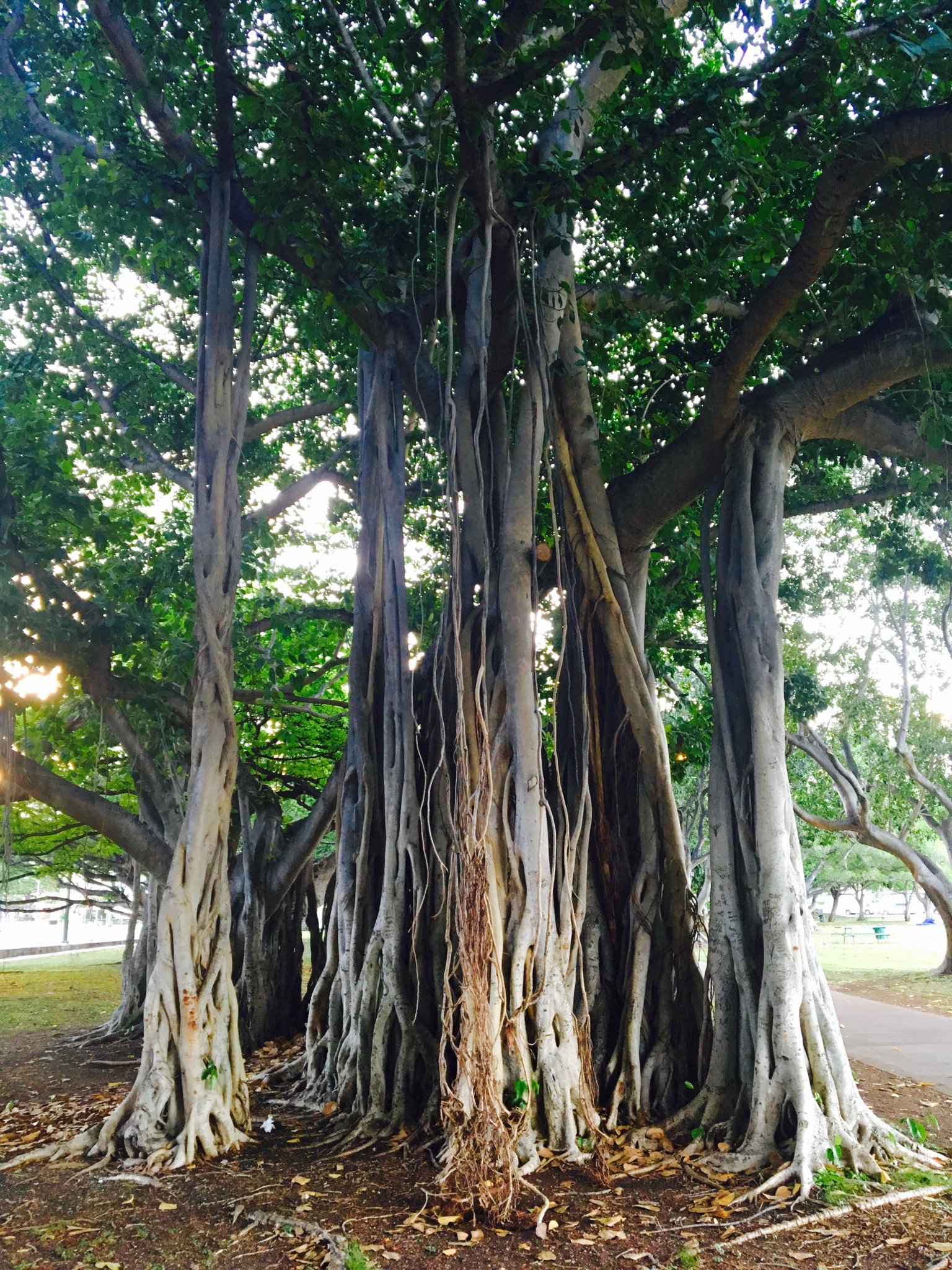 10 things you need to know about banyan trees
