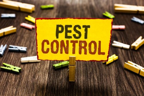 Pest Control Services In Hyderabad – Pestosol Pest Control Services In Hyderabad