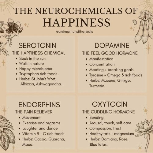 [Infographic] The Neurochemicals of Happiness