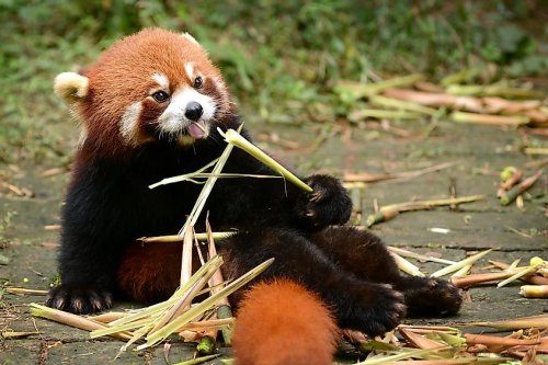 What Do Red Pandas Eat Flipboard
