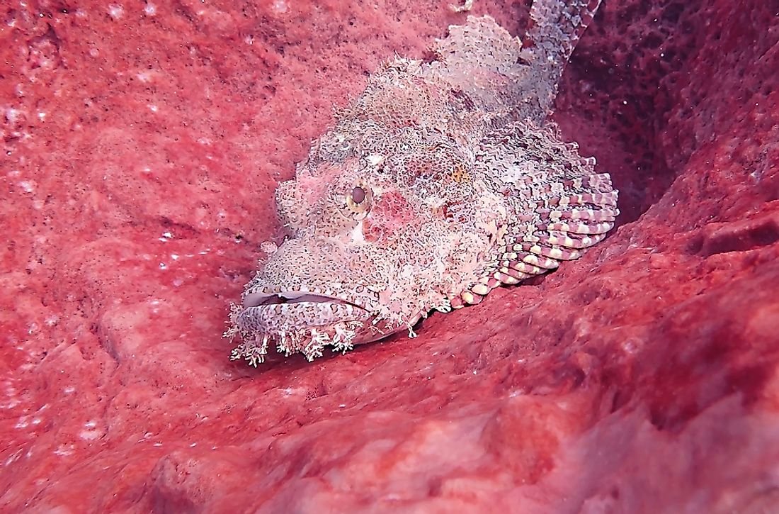 Animals That Live In The Deep Ocean