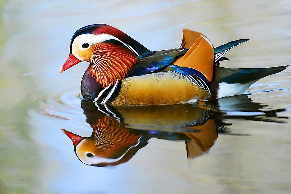Mandarin Duck Facts: Animals of Asia