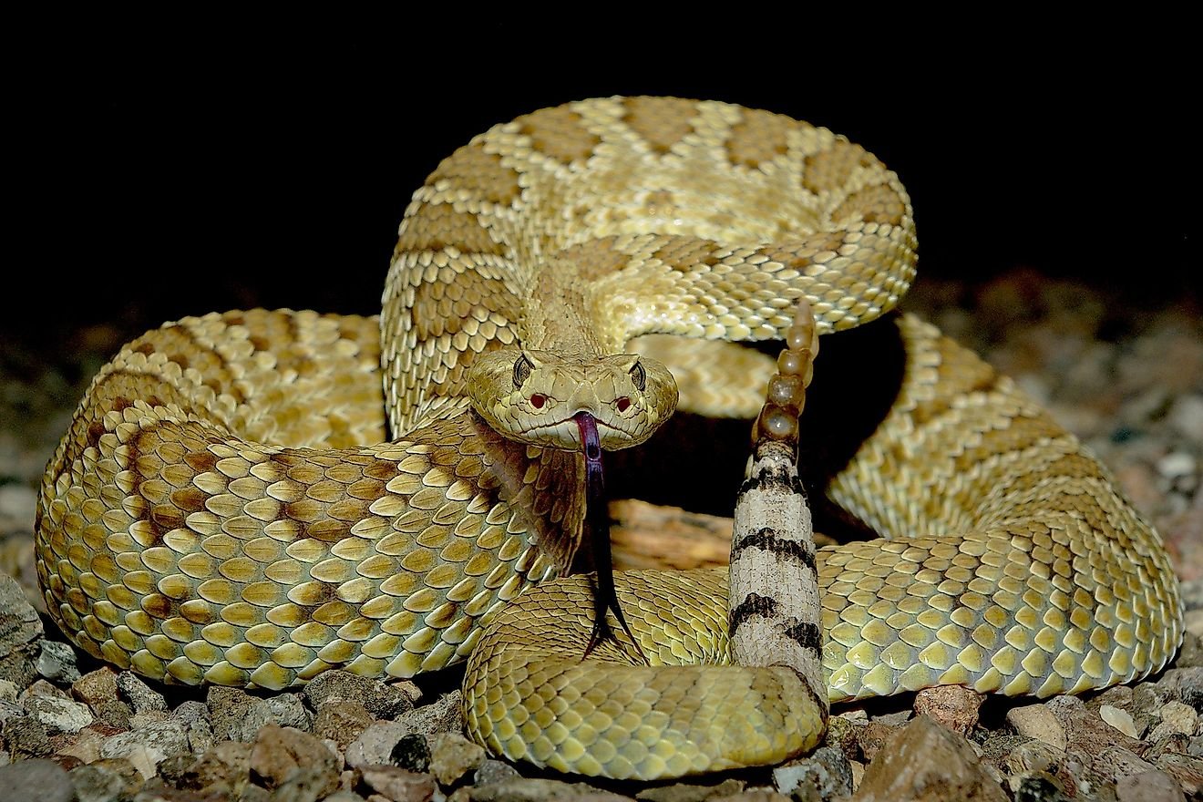 Which US State has the Most Venomous Snakes?