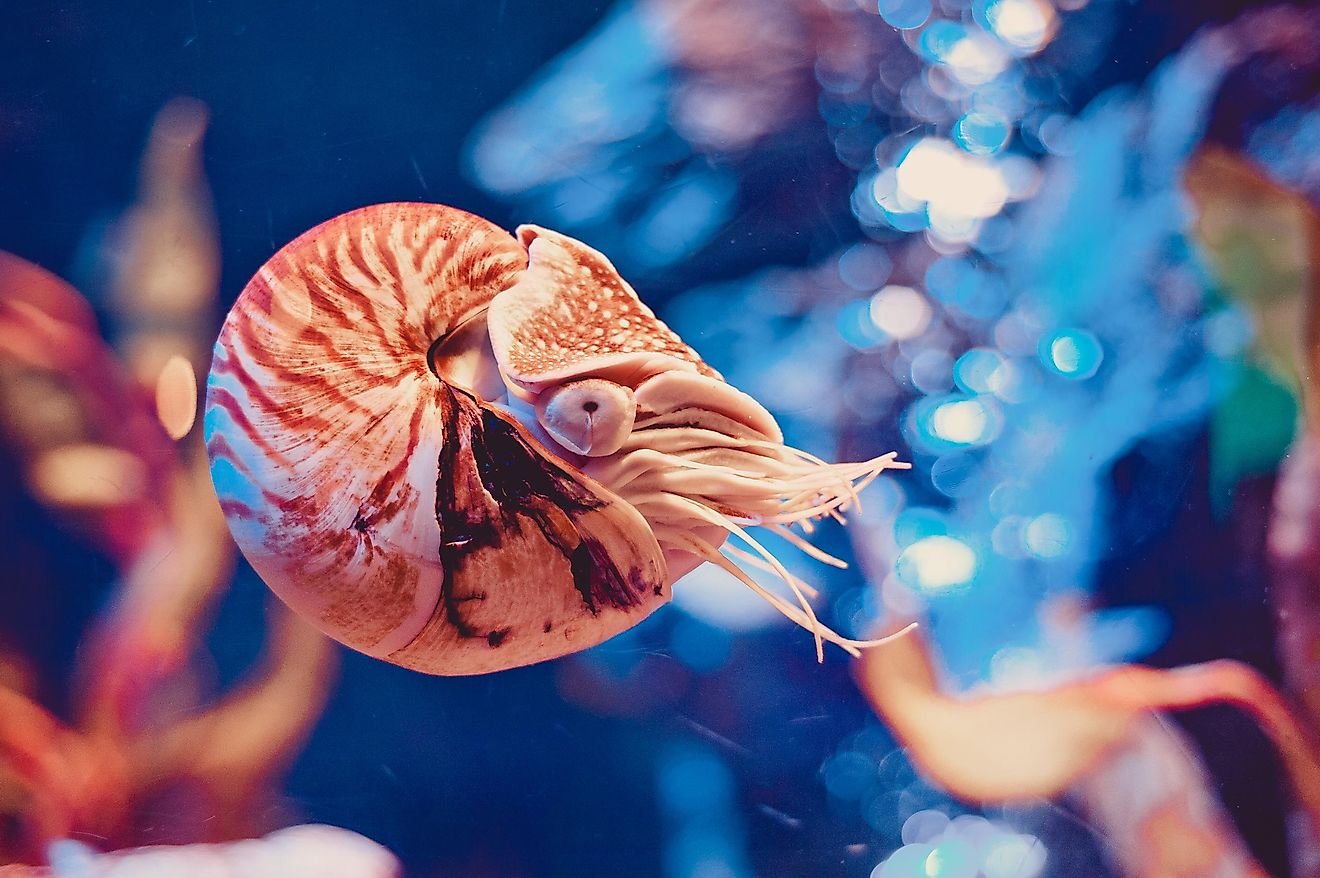 10 Of The World's Oldest Animals