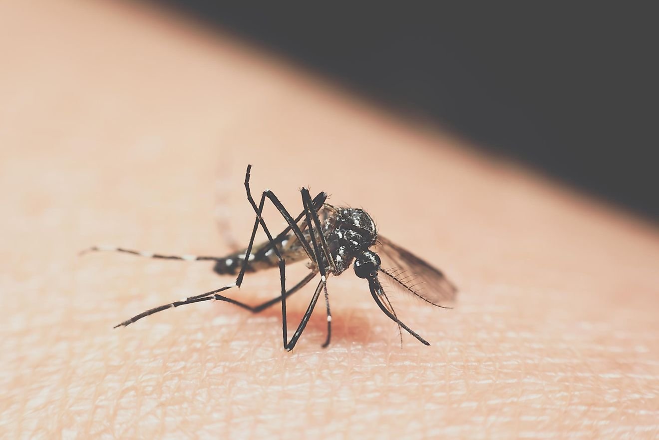 Do Quokkas Really Throw Their Babies At Predators? Flipboard