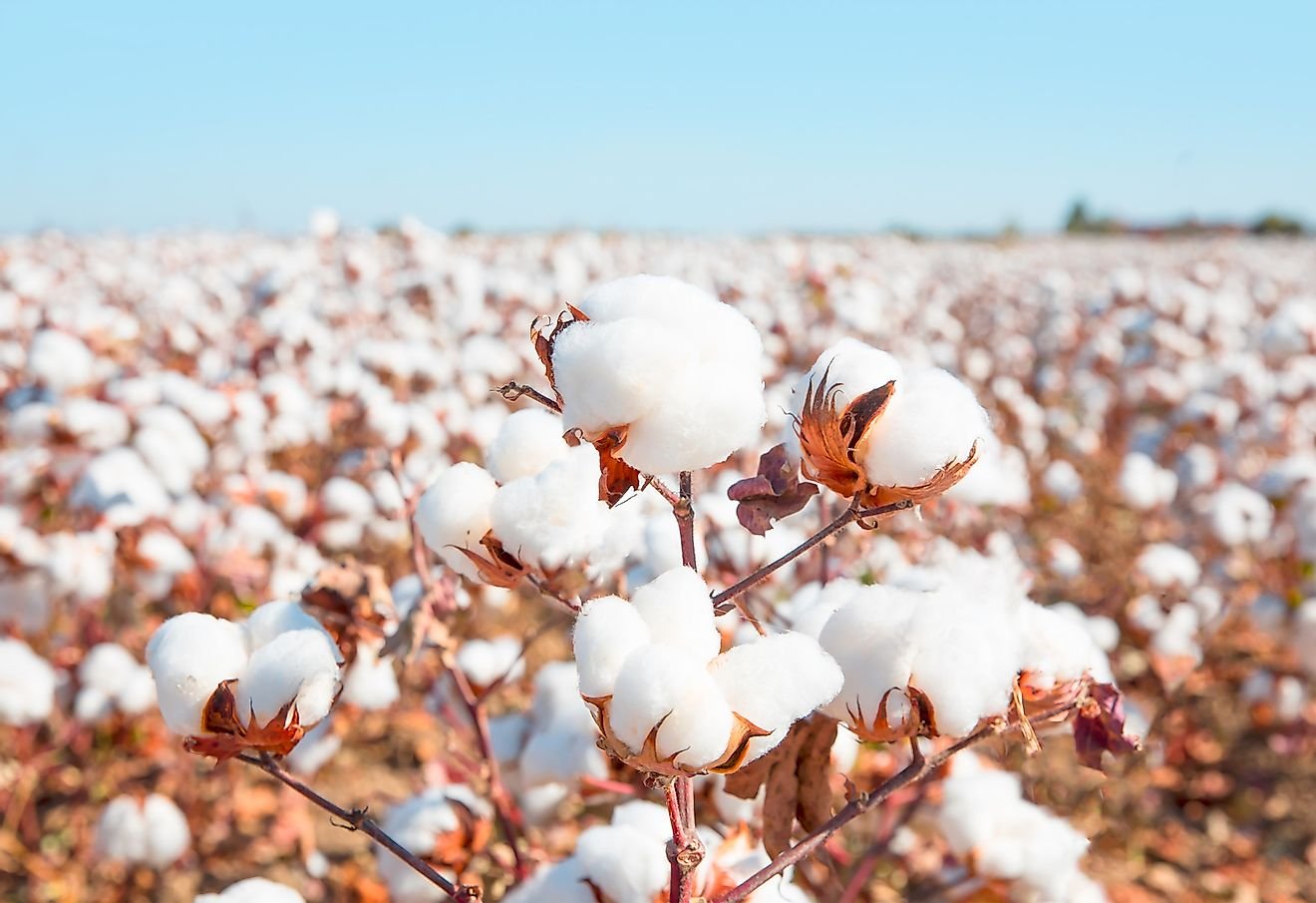 Top Cotton Producing Countries In The World