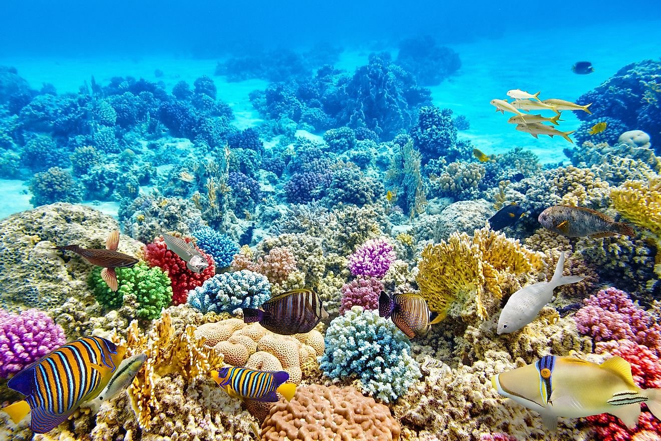Why Are Coral Reefs Important?